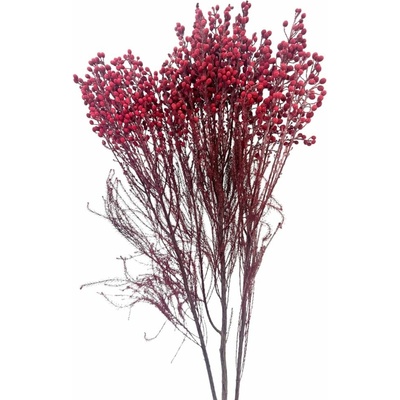 Stabilizovaná BRUNIA vínová svazek 60g