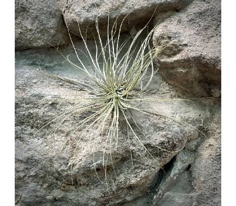 Tillandsia argentea