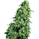 Sensi Seeds Skunk #1 semena neobsahují THC 10 ks