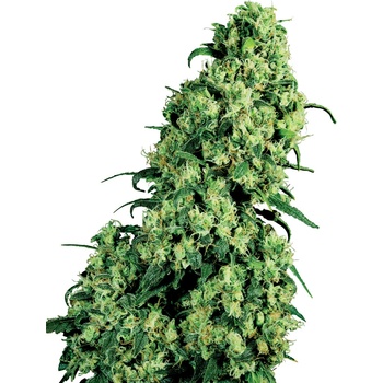 Sensi Seeds Skunk #1 semena neobsahují THC 10 ks