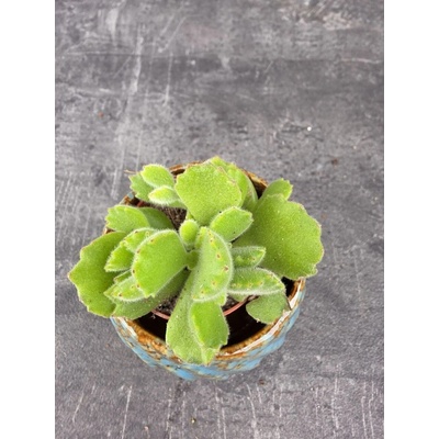 Cotyledon ladysmithiensis mini