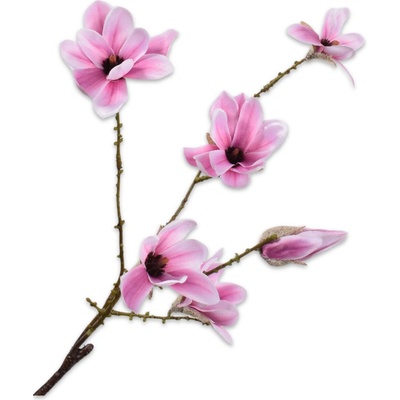 Magnolie - Magnolia fialová V73 cm