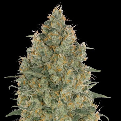 Advanced Seeds Strawberry Gum semienka neobsahujú THC 1 ks