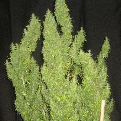Ace Seeds Thai regular semienka neobsahujú THC 10 ks