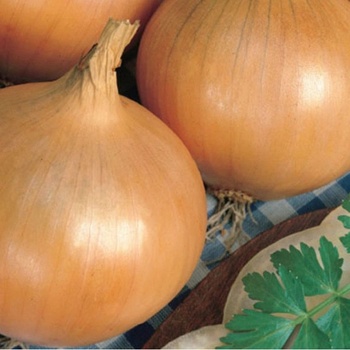 Cibuľa ozimná Augusta - Allium cepa - semená - 250 ks