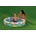 Intex Fishbowl 132x28 cm (59431)