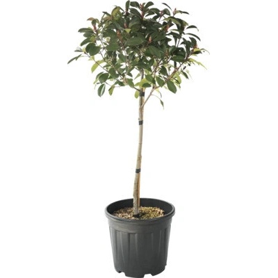 Blýskalka na kmínku FloraSelf Photinia fraseri 'Red Robin' výška kmene 45 cm květináč 15 l