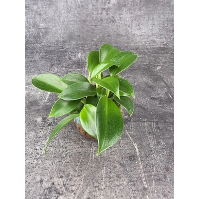 Philodendron Green princess mini