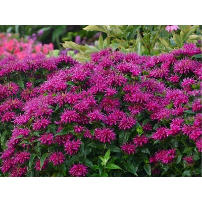 Monarda podvojná Sugar Buzz Grape Gumball
