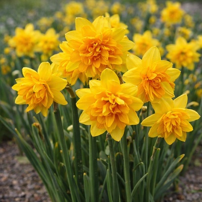 Narcis 'Tete bouclé' 5 ks – Zboží Dáma