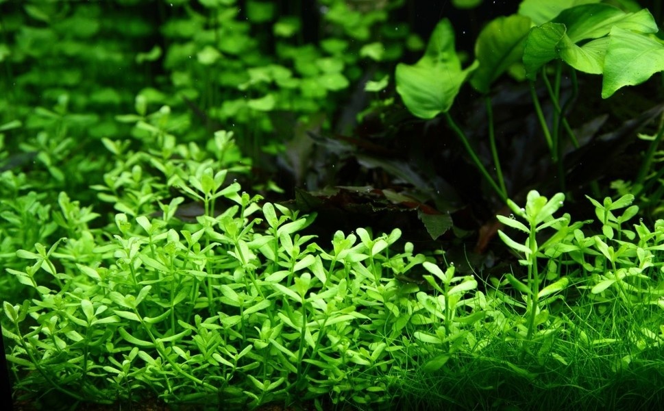 Bacopa Compact