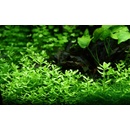 Bacopa Compact