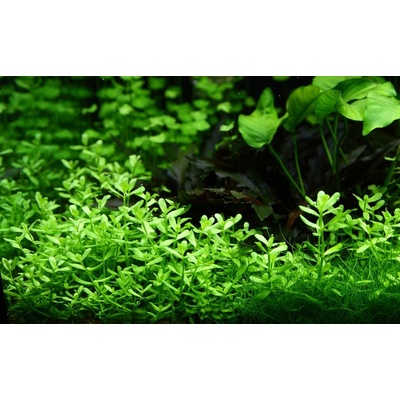 Bacopa Compact