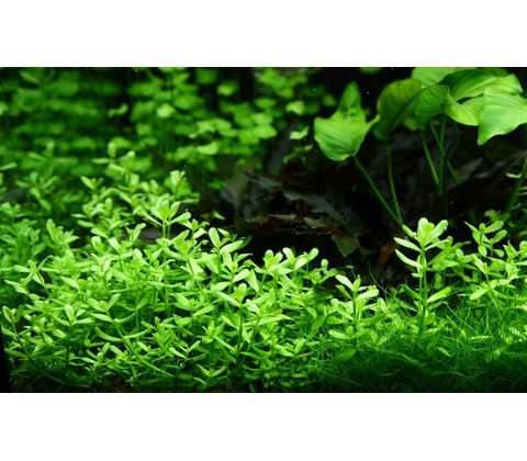Bacopa Compact