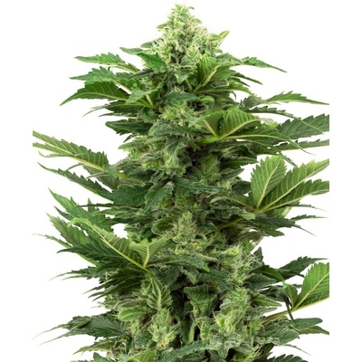 Sensi Seeds Research Afghan Pearl CBD Automatic semienka neobsahujú THC 5 ks