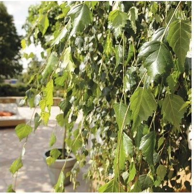 Breza previsnutá FloraSelf Betula pendula 'Youngii' výška 125 cm kvetináč 15 l