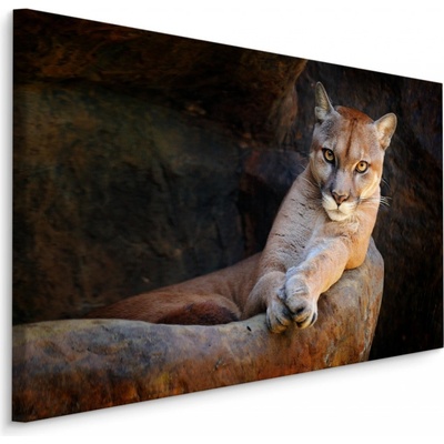 MyBestHome BOX Plátno Puma Severoamerická Varianta: 30x20