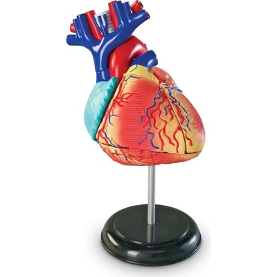 Learning Resources Anatomický model srdca