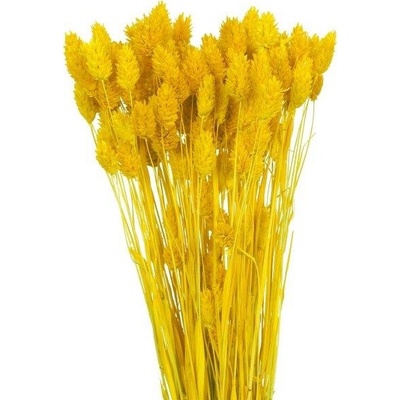 Sušený phalaris žlutý 80 g