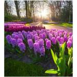 DIMEX ART Флизелинов фототапет зюмбюли 225 x 250 см