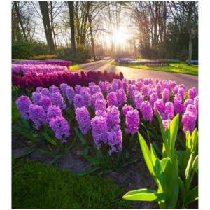 DIMEX ART Флизелинов фототапет зюмбюли 225 x 250 см