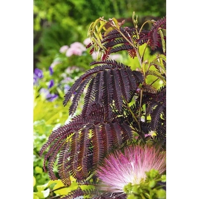 Albízia FloraSelf Albizia julibrissin 'Summer Chocolate' celková výška cca 40-60 cm kvetináč 7,5 l čokoládovo hnedá