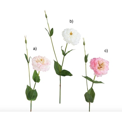 Eustoma - Lisianthus H80 varianta: b)