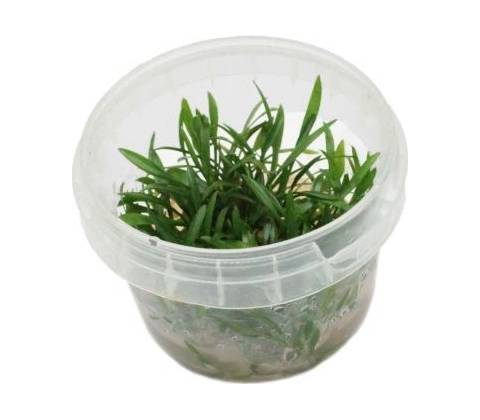 Cryptocoryne willisii