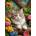 Enjoy - Puzzle Cat in Bloom - 1 000 piese