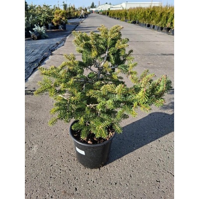 Abies cephalonica 'Meyer's Dwarf' Prodejní velikost: 020/030, Velikost hrnku: 3 l