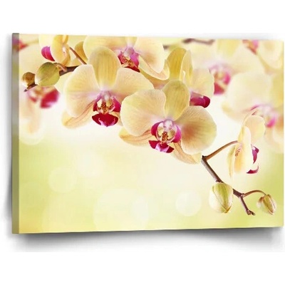 Sablio Obraz Orchidea 2 - 60x40 cm