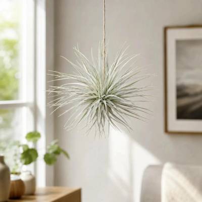 Tillandsia mini silver