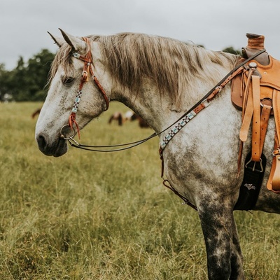 *W* Uzdečka a poprsník Cassini Tyrkys - Horse – Zboží Mobilmania
