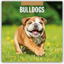 Bulldogs Bulldoggen 16-Monats 2025