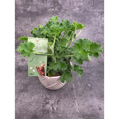 Pelargonium graveolens Coca-cola (Komárovník s velmi aromatickou vůní)