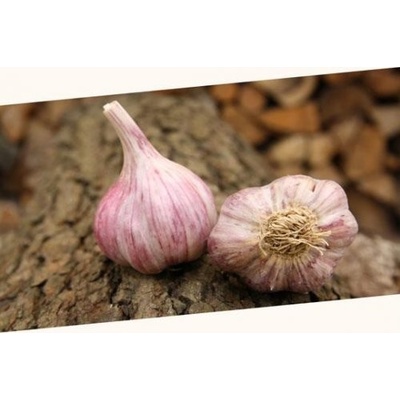 Český sadbový česnek Slavin II počet v balení: 3-4 palice