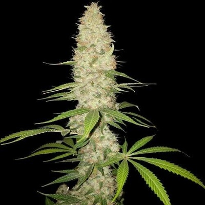 Spliff Seeds Gorilla semena neobsahují THC 3 ks