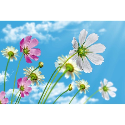 DIMEX ART Флизелинов фототапет цъфтящо небе 375 x 250 см