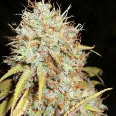 Phoenix Seeds Amnesia Express AUTO semena neobsahují THC 5 ks