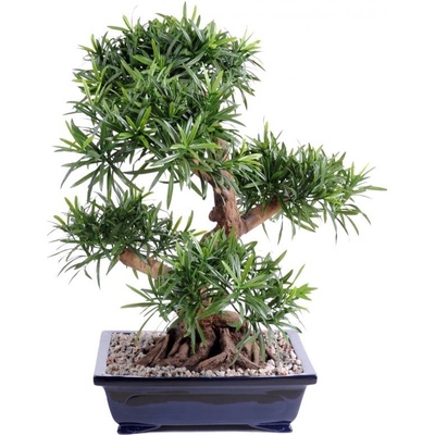 Luxusní umělý strom PODOCARPUS BONSAI, 68cm
