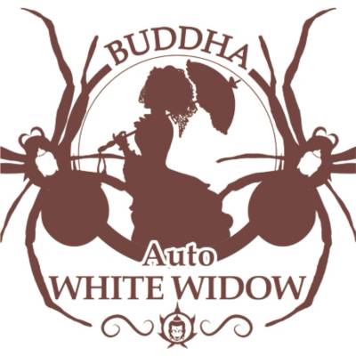 Buddha Seeds White Widow AUTO semienka neobsahujú THC 3 ks