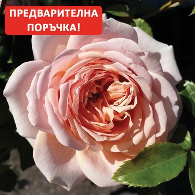 Kordes® Роза Garden of Roses® - Kordes®