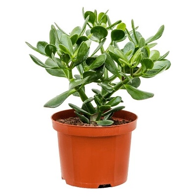 Crassula ovata 17x35 cm
