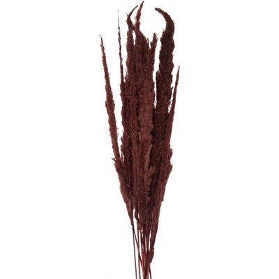 Sušené květy Hnědé 100 cm (10) – 100 cm