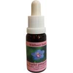 PHI Essences За самоопознаване и интеграция - Есенция Полско огнивче № 21, капки 15 ml (1 WILD)