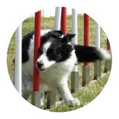 Emblém barevný EM133 Agility