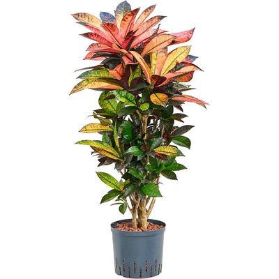 Croton iceton Branched 22/19 výška 100 cm