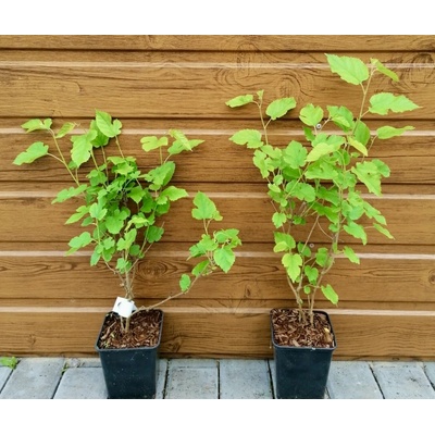 Moruša (Morus ‚Milanowek‘) veľkosť 40-80cm