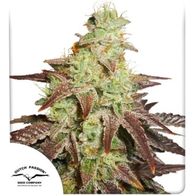 Dutch Passion AUTO Night Queen semena neobsahují THC 100 ks