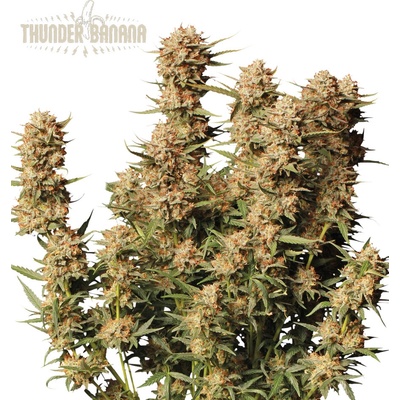 Seed Stockers Thunder Banana Auto semena neobsahují THC 3 ks